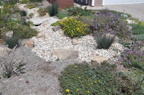 Colorful drought-tolerant garden