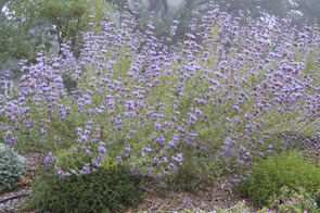 Purple sage plant with lavender flowers in a drought-tolerant garden