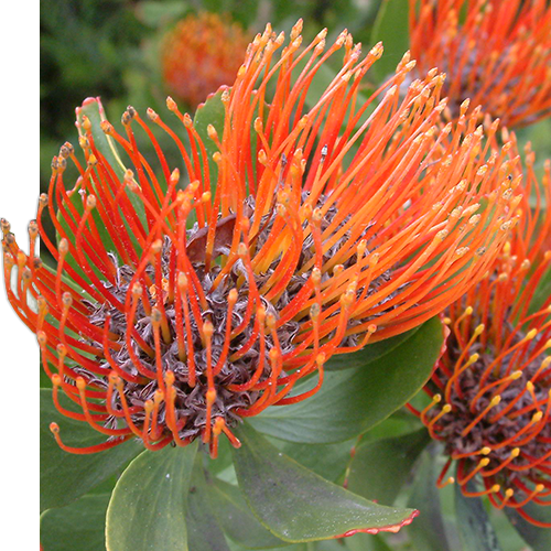 Red flowering plant